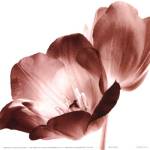 RedTulips by Dick and Diane Stefanich