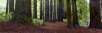 Redwoods 1 by Wayne Bradbury Photography