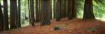 Redwoods 2 by Wayne Bradbury Photography