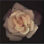 Remembrance by S.G. Rose