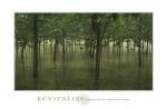 Revitalize - Forest by Sharon Woodruff
