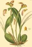 Ridgeway Orchids IV by Kenneth Ridgeway