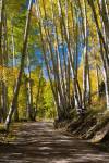 Road Passing through a Forest, Maroon Creek Valley, Aspen, Colorado by Panoramic Images