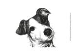 Robbie the Jack Russell by Beth Thomas