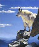 Rocky Mountain High by Julie Chapman