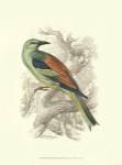 Roller by Sir William Jardine