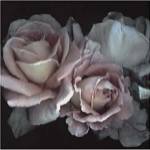 Romance by S.G. Rose