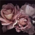 Romance by S.G. Rose
