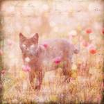 Romantic Cat by Andrea Haase