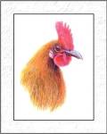 Rooster Insets I by Elissa Della-Piana