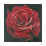 Rosa Roja La Pasion Me Antoja by Patricia Pinto
