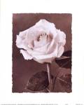 Rose by Dick and Diane Stefanich