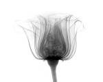 Rose ,Noma X-Ray by Bert Myers