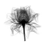 Rose,Open #2 X-Ray by Bert Myers
