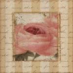 Rose & Romance I by Pela Design