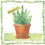 Rosemary by Melissa-Babcock Saylor