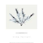 Rosemary by Nina Farrell