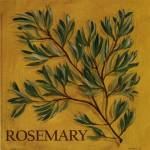 Rosemary by Kate McRostie
