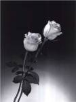 Roses by Dick and Diane Stefanich