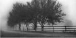 Row Of Trees 2 by Harold Silverman