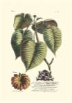 Royal Botanical I by George Dionysiu Ehret
