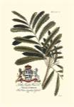 Royal Botanical III by George Dionysiu Ehret