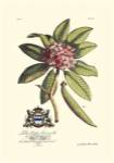 Royal Botanical V by George Dionysiu Ehret