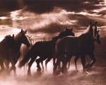 Running Horses & Sunbeams by Monte Nagler