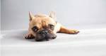 Sad Frenchie by Susan Sabo