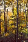 Sanctuary Woods II by Kathy Mansfield