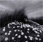 Sand Daisies by Chip Forelli