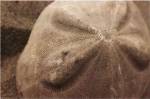 Sand Dollar by Cyndi Schick