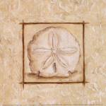 Sand Dollar by Kate McRostie