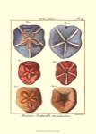 Sand Dollars I by Denis Diderot