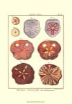 Sand Dollars II by Denis Diderot
