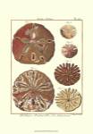 Sand Dollars III by Denis Diderot