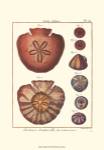 Sand Dollars IV by Denis Diderot