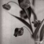 Sandersonia I by Frankie Buckley
