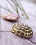 Sandy Beach I by Gaetano