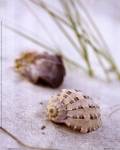 Sandy Beach IV by Gaetano