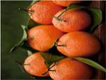 Satsuma Tangerines I by Rachel Perry