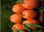 Satsuma Tangerines II by Rachel Perry