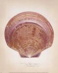 Saucer Scallop by Richard Van Genderen