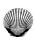 Scallop #3 X-Ray by Bert Myers