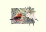Scarlet Tanager by Janet Mandel