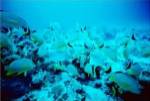 School of Blue Striped Grunts swimming underwater, Belize