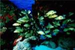 School of Blue Striped Grunts swimming underwater, Cozumel, Mexico