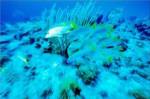 School of French Grunts swimming underwater, Bonaire, Netherlands Antilles