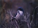 Scrub Jay by Art Wolfe