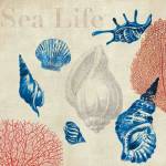 Sea Life Study by Aimee Wilson